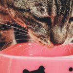 Tabby cat eating a meal of wet food from a bowl at home