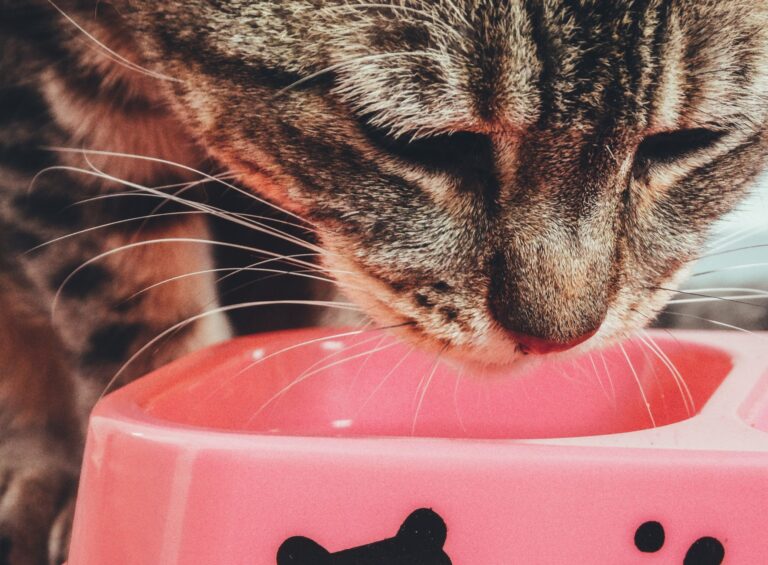 Tabby cat eating a meal of wet food from a bowl at home