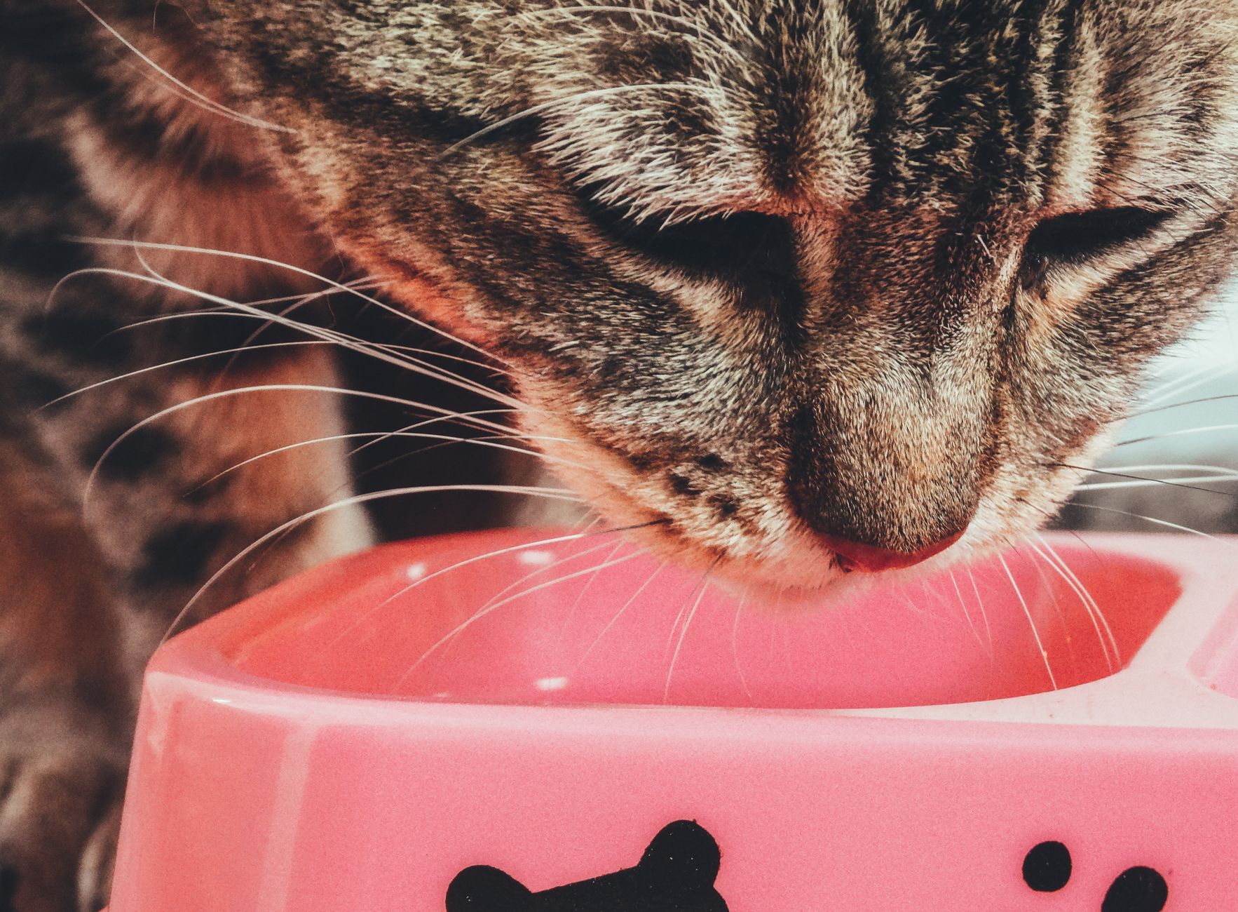 Tabby cat eating a meal of wet food from a bowl at home