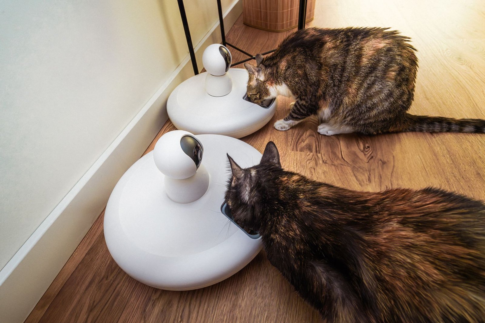Two cats eating from an automatic wet food feeder in a modern kitchen