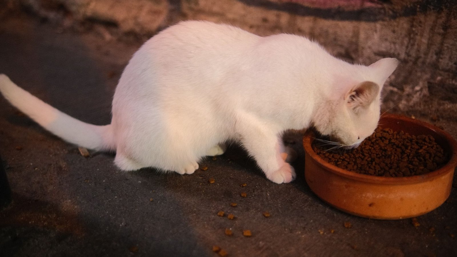 Cat eating a portion of fresh wet food served on schedule by an automatic feeder