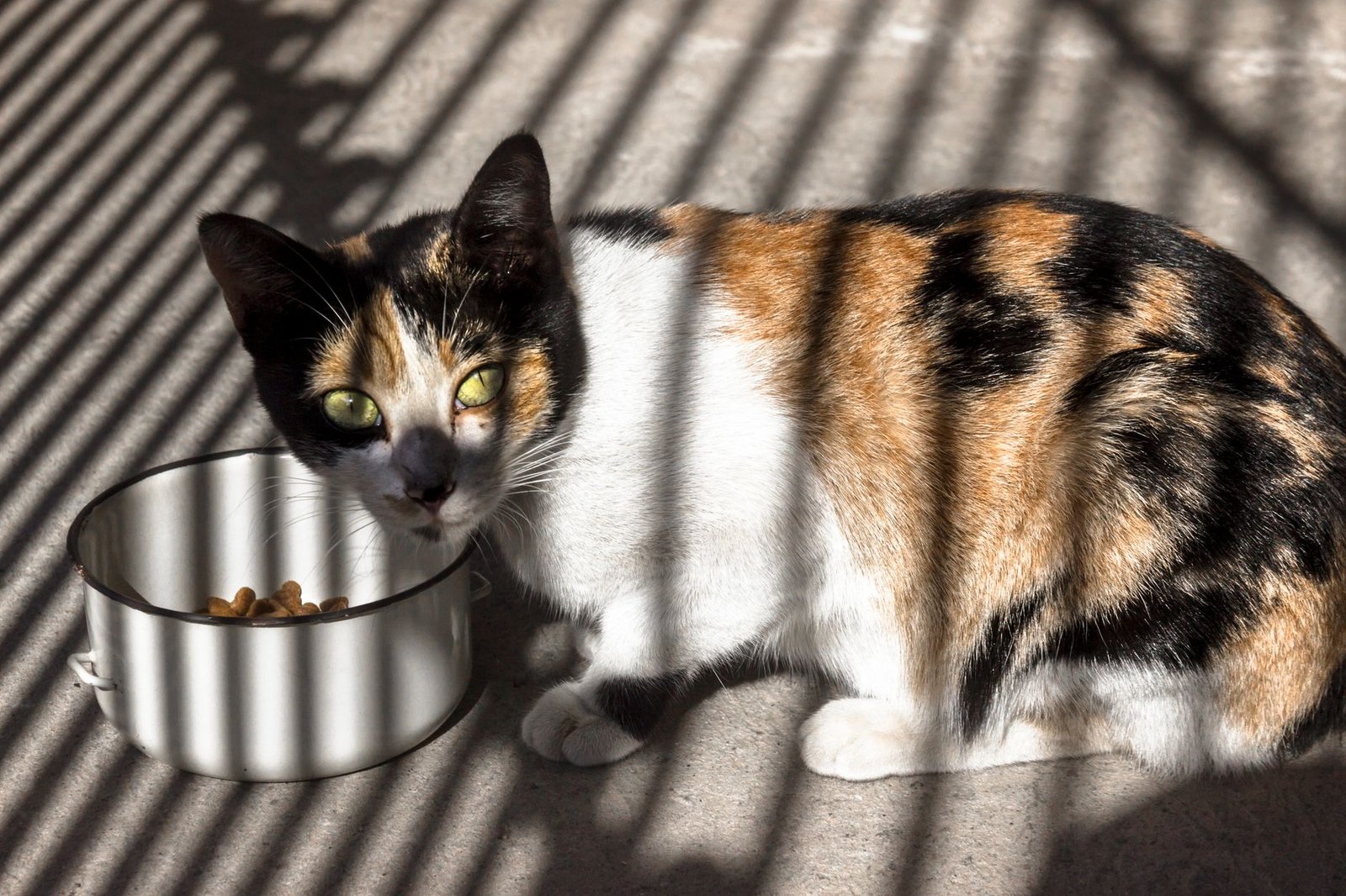 Calico cat enjoying wet food from a bowl at feeding time