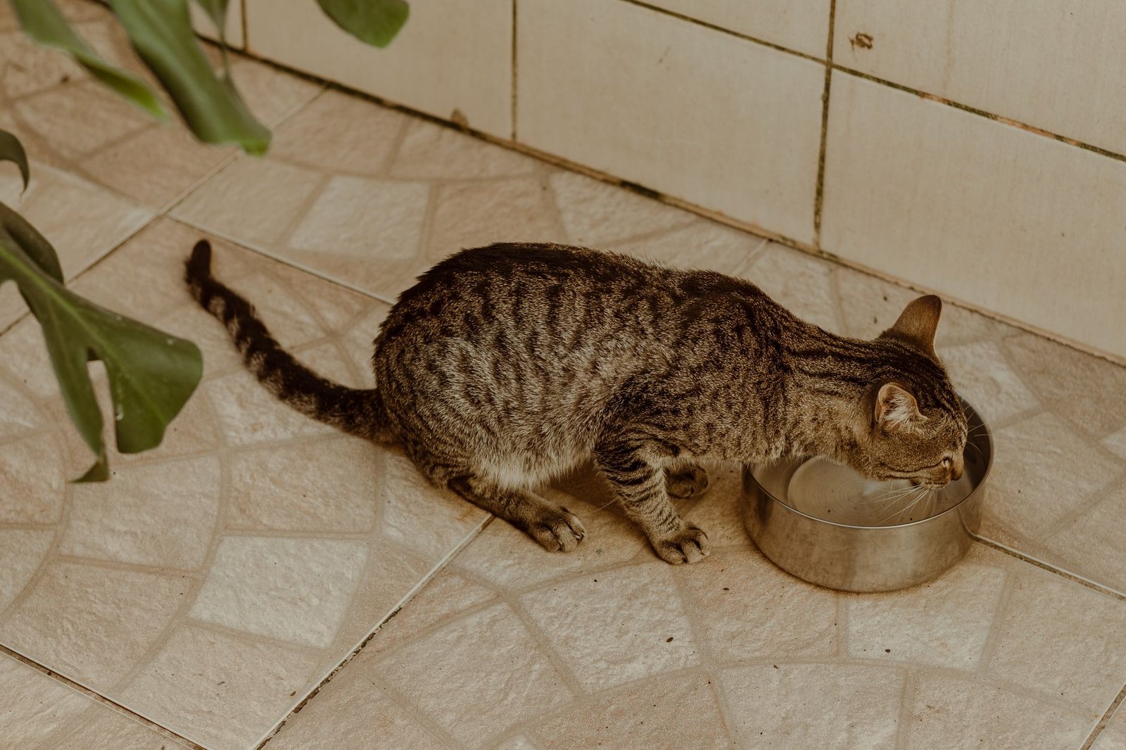 Cat drinking from a stainless steel bowl, tied to wet-food hydration for cats