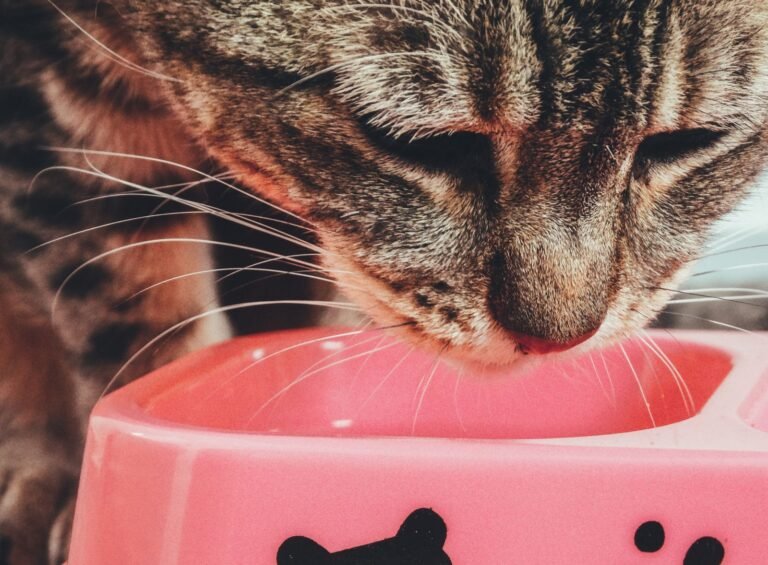Cat eating wet food from a bowl beside an automatic feeder