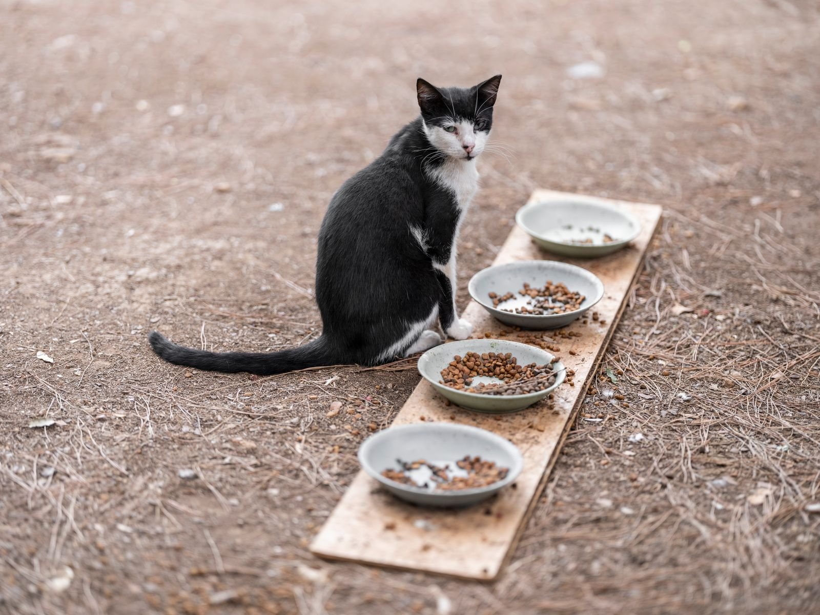Cat sitting next to filled food bowls waiting for a scheduled meal